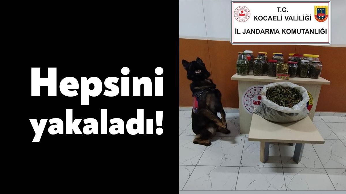 Kocaeli'de jandarma ekiplerince 15-26 Kasım tarihleri arasında yürütülen operasyonlarda, cam