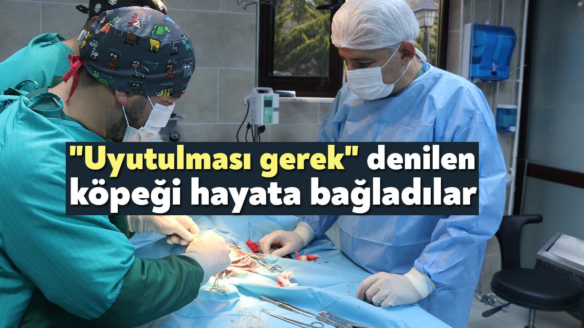 Sokak hayvanlarına yönelik hizmetlerde Türkiye’ye öncü olan Büyükşehir, kazada bacağı