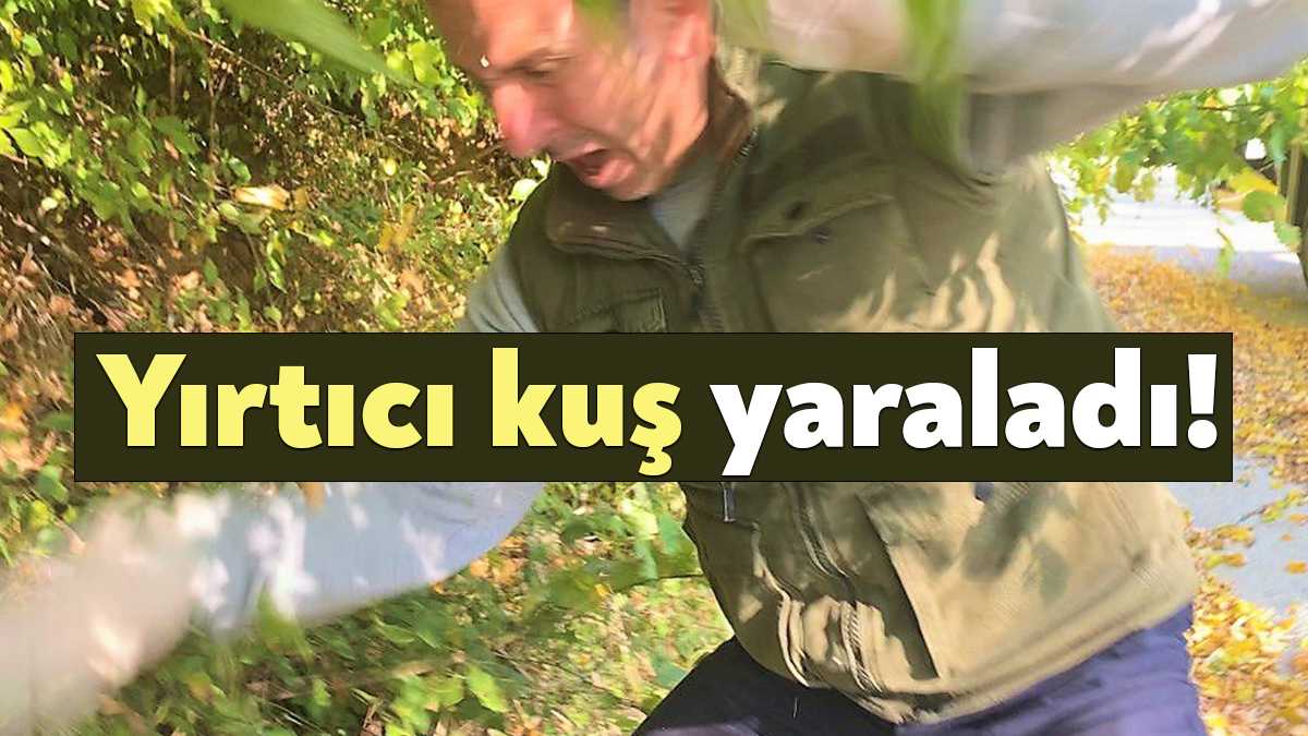 Kocaeli'nin Başiskele ilçesinde yaralı halde yol kenarına düşen atmacagiller familyasından