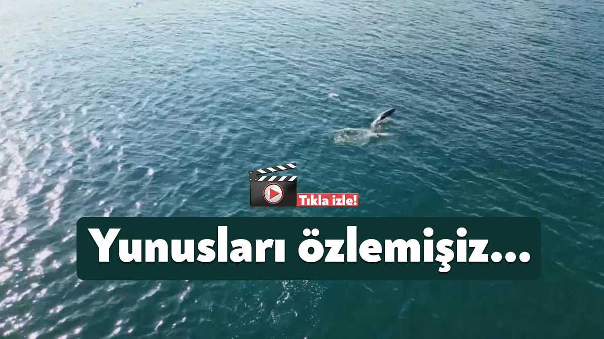 Kocaeli Körfezi'nde yunusların adeta dans ederek yüzdüğü anlar hayran bıraktı.