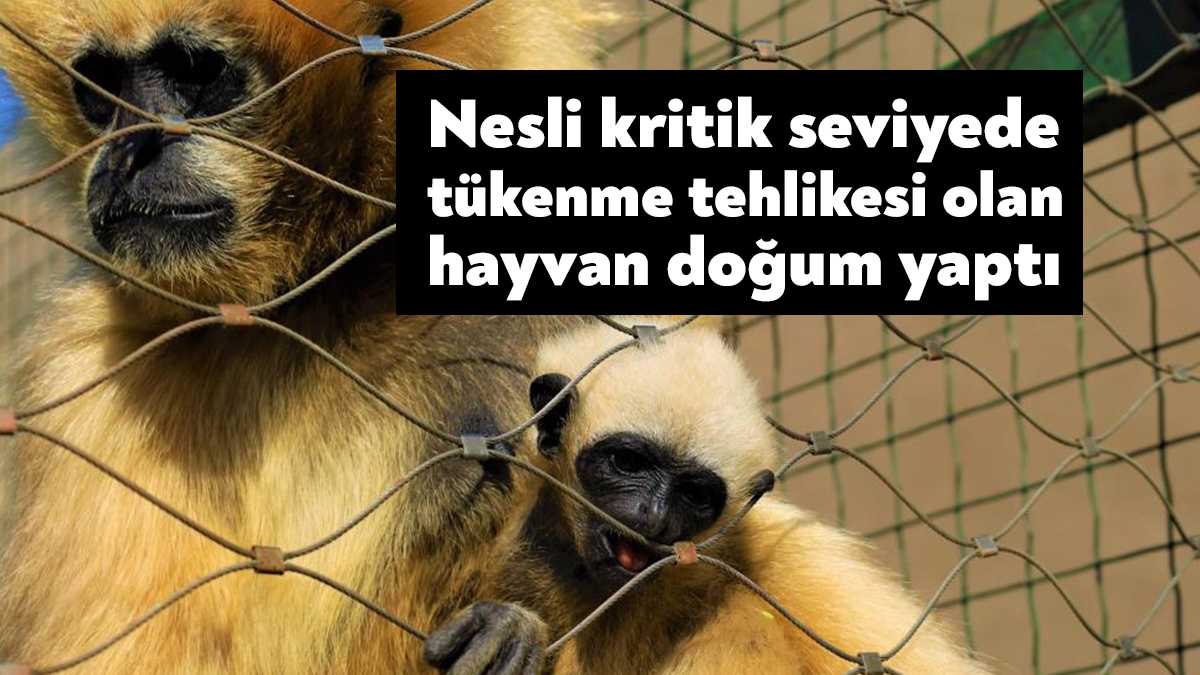 Kocaeli'deki Faruk Yalçın Hayvanat Bahçesi'nde koruma altında bulunan ve nesli