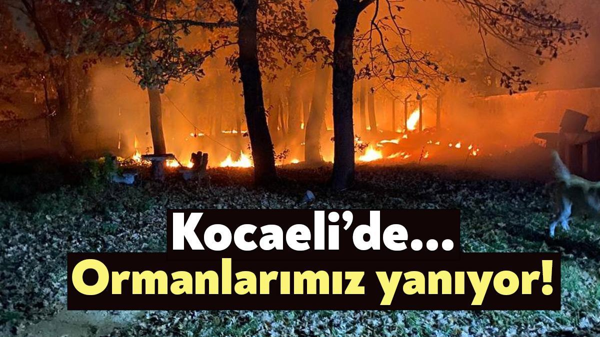 Kocaeli’nin Kandıra ilçesindeki ormanlık alan ile Gebze'deki otluk alanda yangın