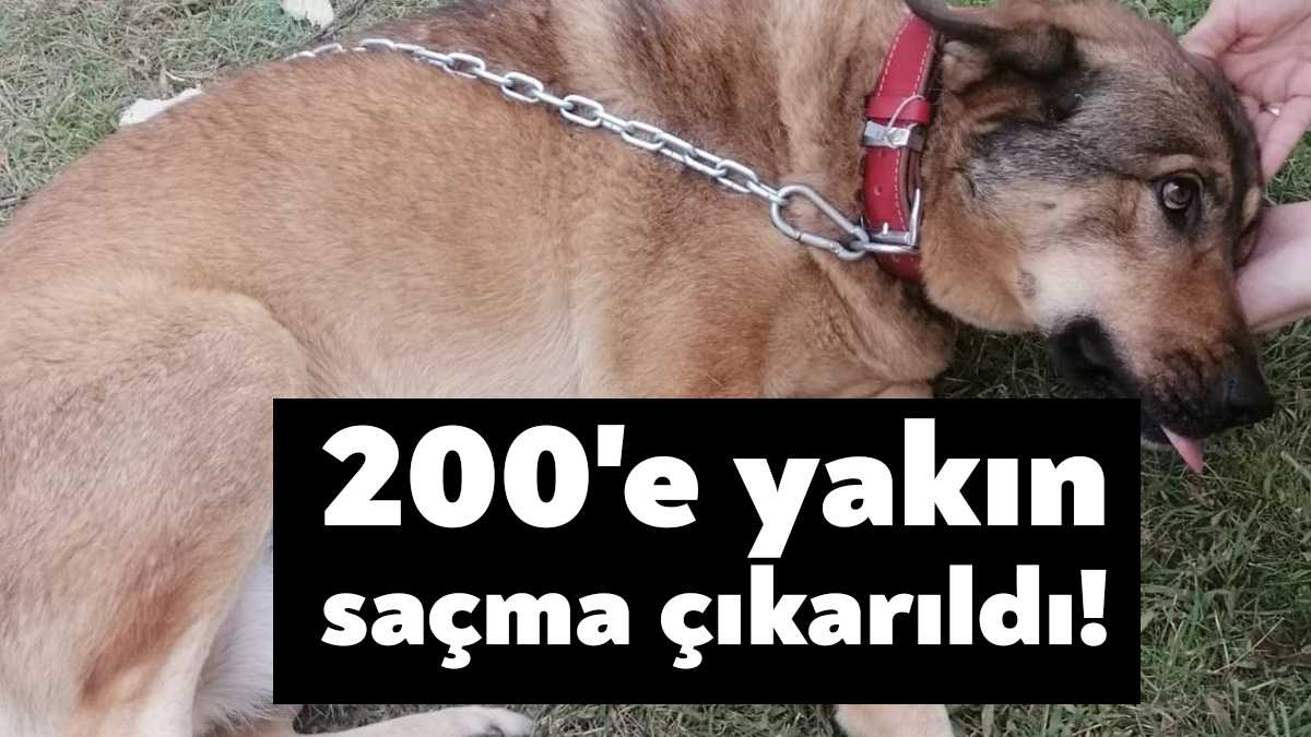 İzmit Plajyolu Sahili'nde vatandaşlar tarafından topalladığı fark edilerek veteriner kontrolüne