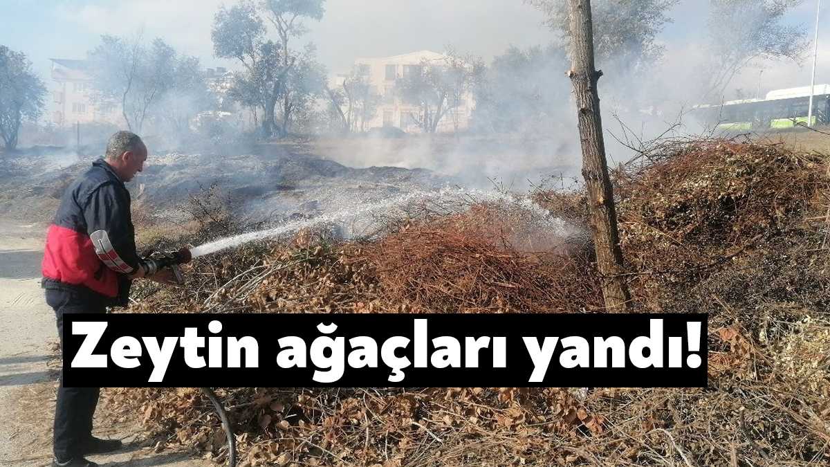 Kocaeli'de zeytin ağaçlarının da içinde bulunduğu arazide yangın çıktı. İtfaiye