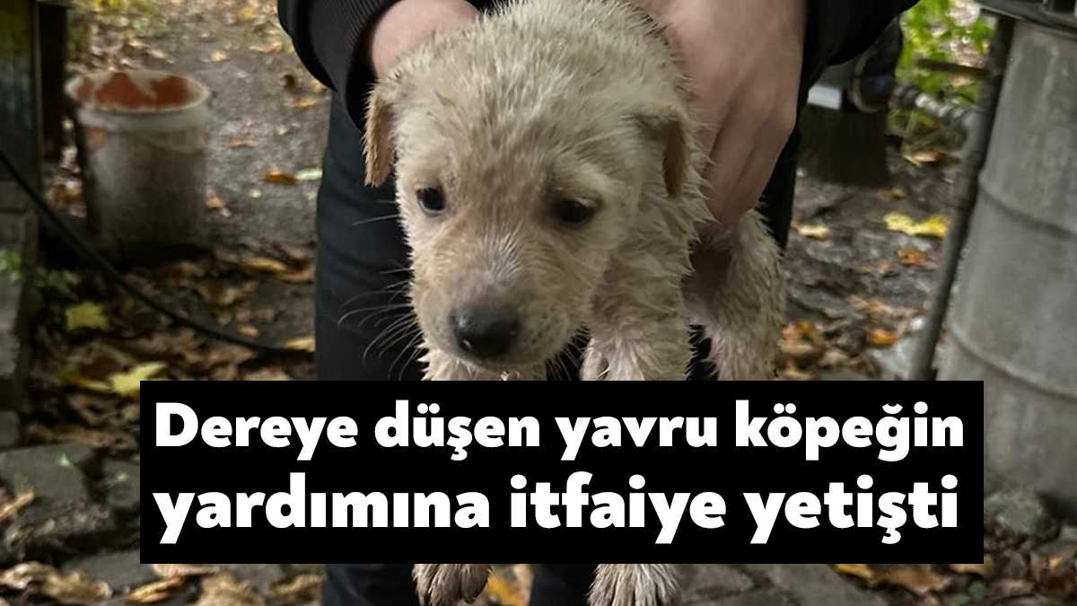 Kocaeli'nin Başiskele ilçesinde dereye düşen yavru köpek, itfaiye ekipleri tarafından