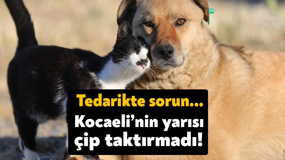 Kocaeli’de şimdiye kadar 34 bin hayvana mikroçip takıldı. Hem çip