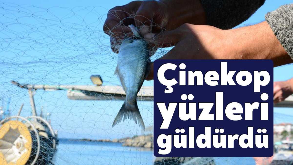 Kocaeli’nin Karadeniz kıyısında bulunan Kefken Limanı’nda çinekop bolluğu yaşanıyor. Türkiye’nin