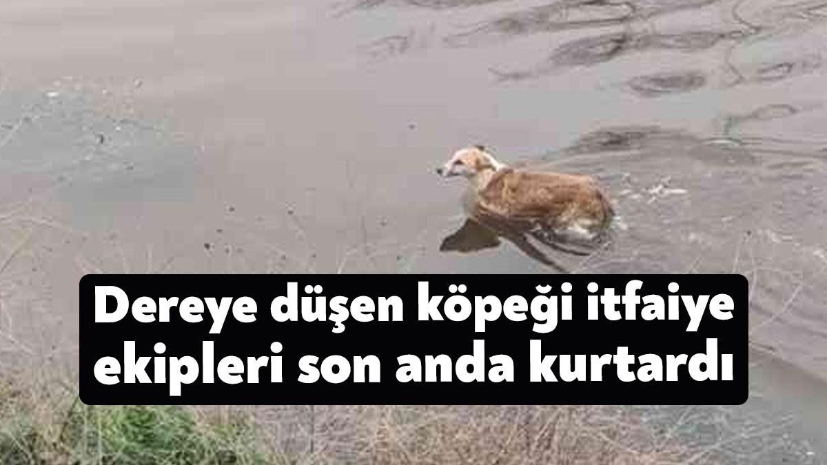 Kocaeli’nin İzmit ilçesinde dereye düşen köpek son anda itfaiye ekipleri