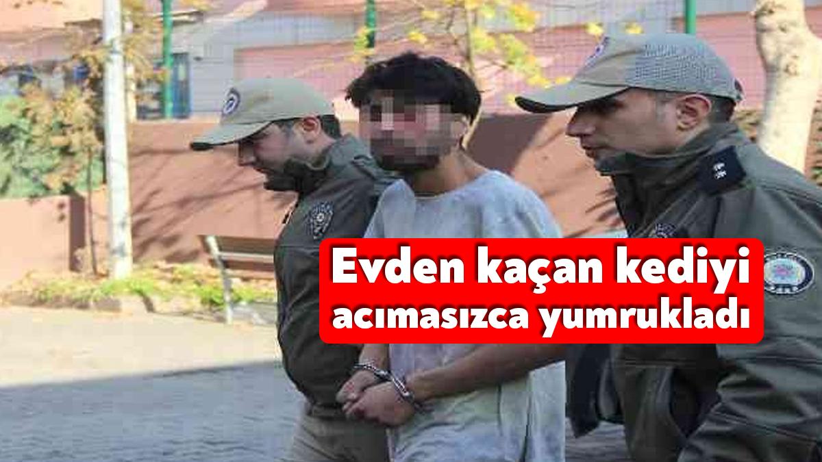 Kocaeli’nin İzmit ilçesinde bir şahsın, evden kaçan kediyi acımasızca yumrukladığı