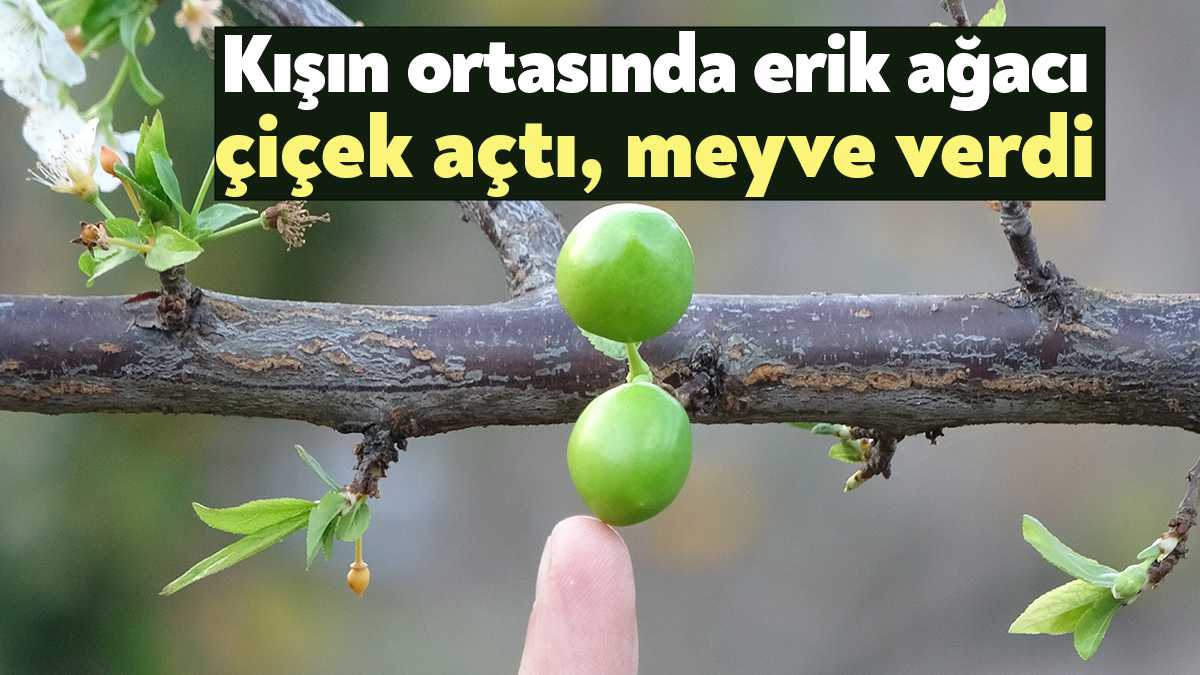 Kocaeli'nin Başiskele ilçesinde erik ağacı ocak ayının ortasında hem
