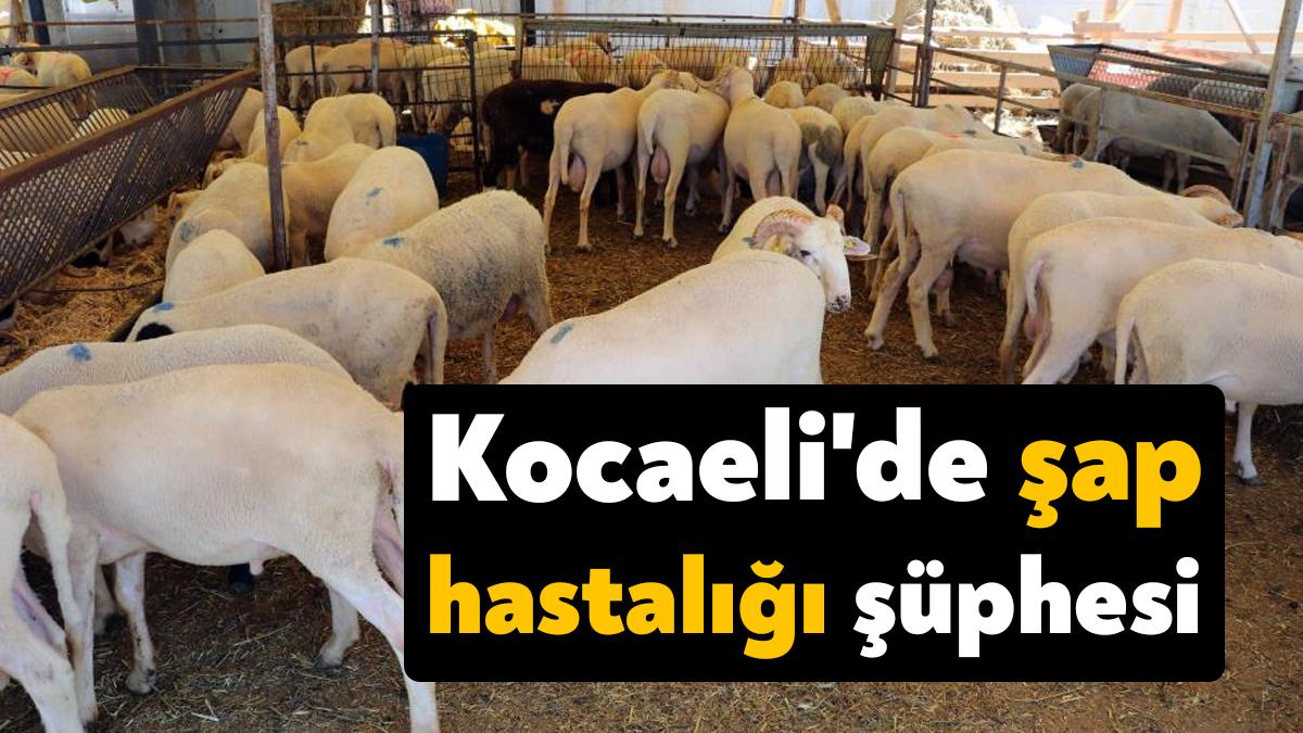 Kocaeli'de İzmit Belediyesi'nin küçükbaş hibe programı şap hastalığı sebebiyle ertelendi.