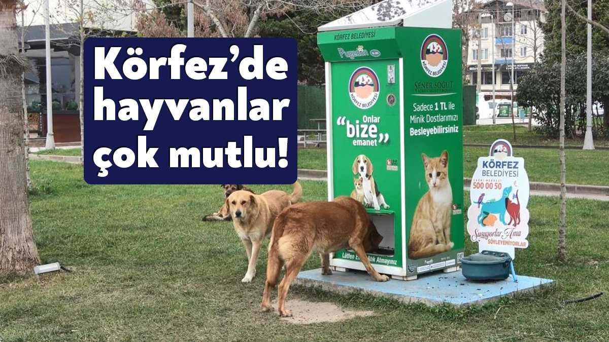 Kocaeli'nin Körfez ilçesinde hayata geçirilen "mamamatik" isimli otomat, sokak hayvanlarının