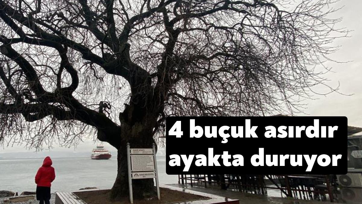 Kocaeli'nin Gebze ilçesinde bulunan sakız ağacı, İzmit Körfezi'nin dibinde