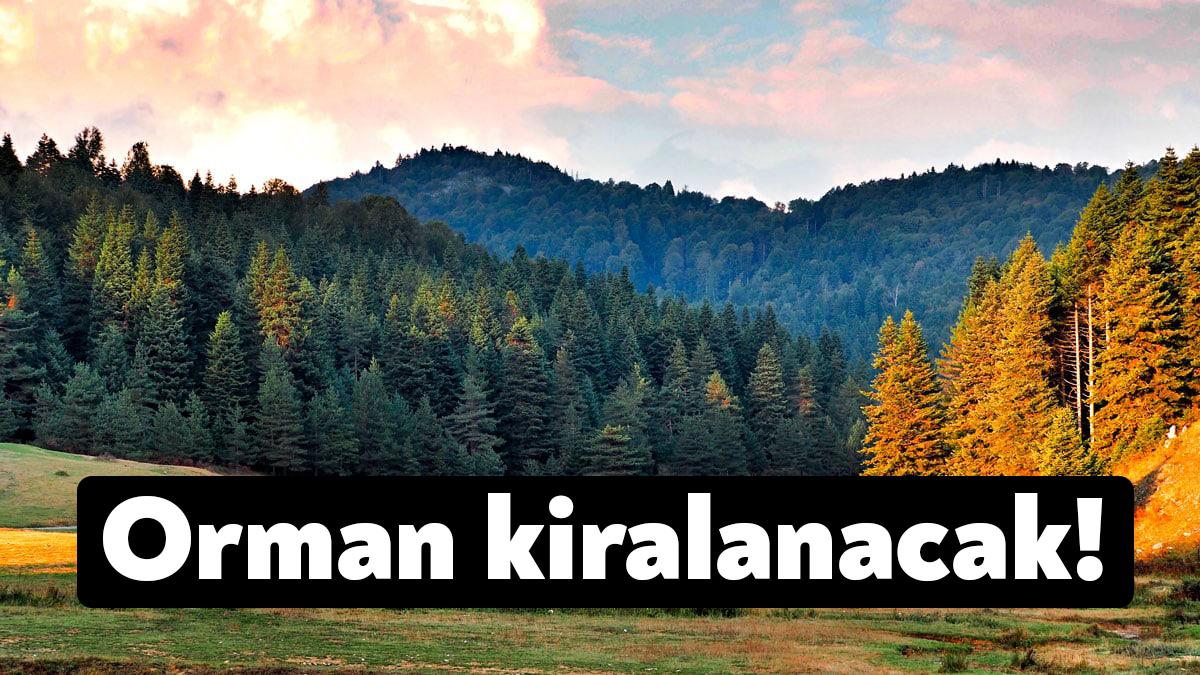 Kocaeli'nin Gölcük ilçesinde yer alan 4 orman arazisi bugün kiralanacak.