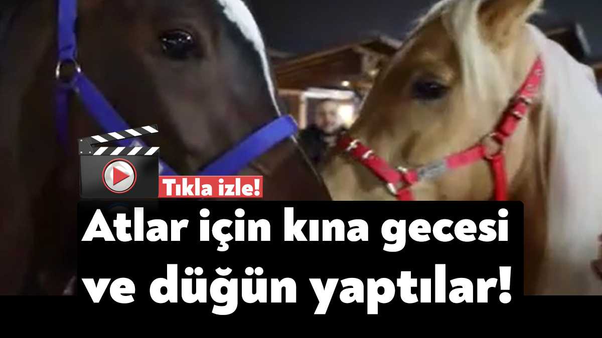 Kocaeli’nin Darıca ilçesinde bir binicilik kulübünde atlar için önce kına