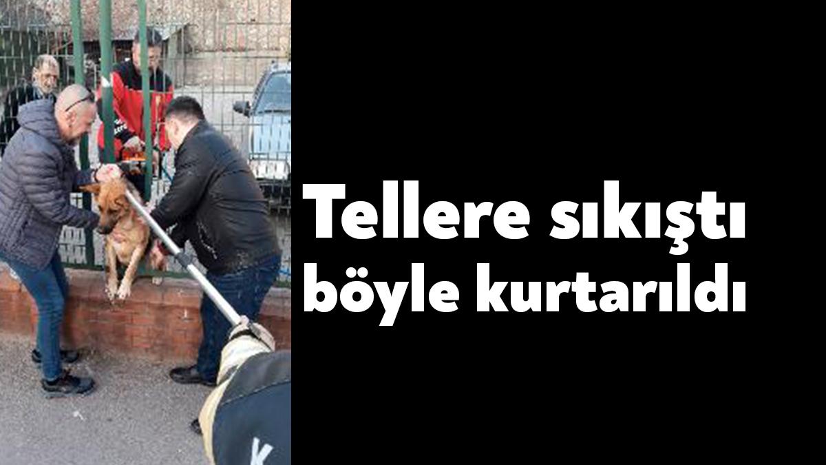Kocaeli’nin İzmit ilçesinde tel örgülerin arasına sıkışan köpek, itfaiye ekipleri