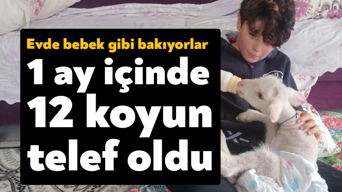 Kocaeli'de 1 ay içinde 12 koyunu saldırıya uğrayarak telef olan