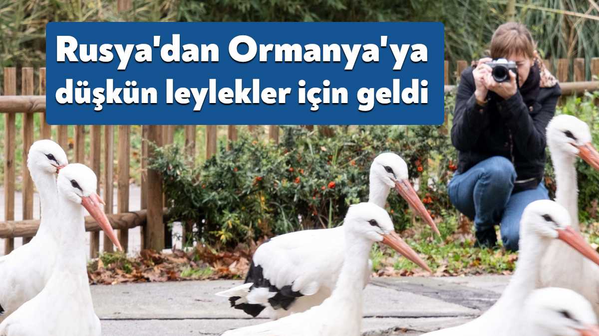Ormanya, yaban hayvanlarına umut olmaya devam ediyor. Rus fotoğrafçı Lozinskaya,