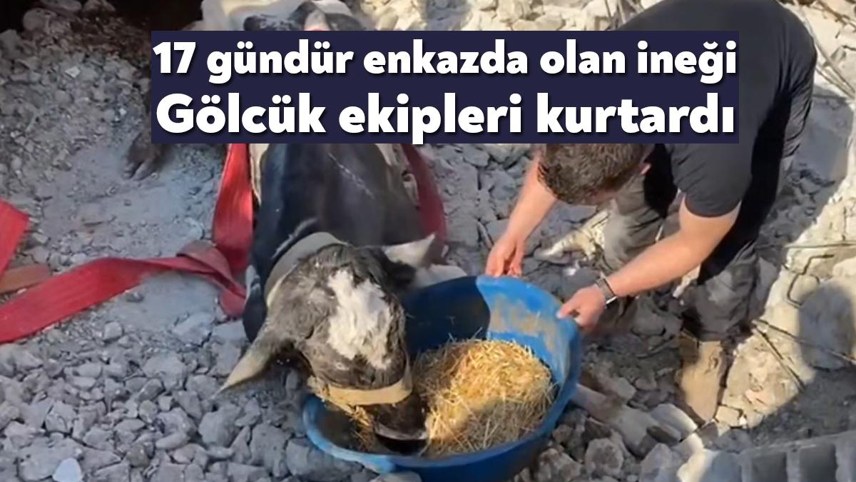 Gölcük Belediyesi ekipleri, depremin 17. gününde; çöken bir ahırdan gelen