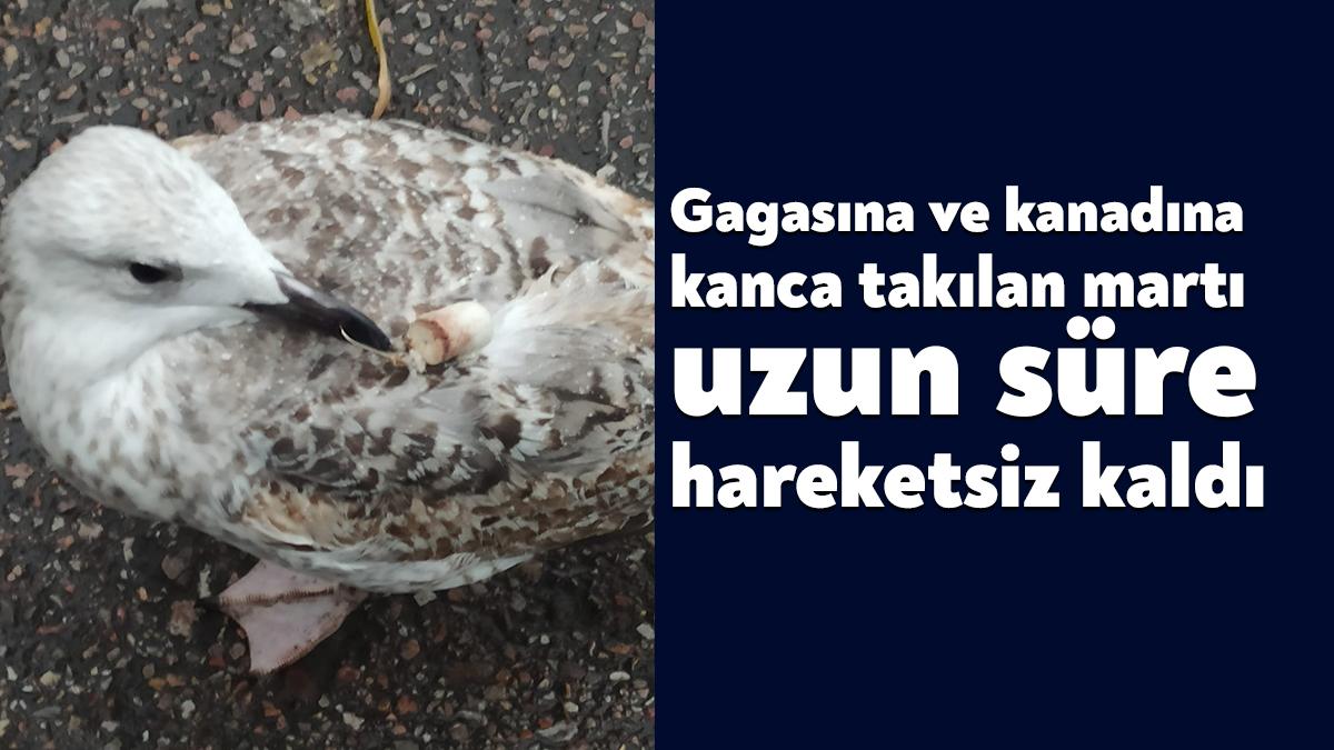 Kocaeli’de gagasına ve kanadına mantar kanca takılan martı uzun süre