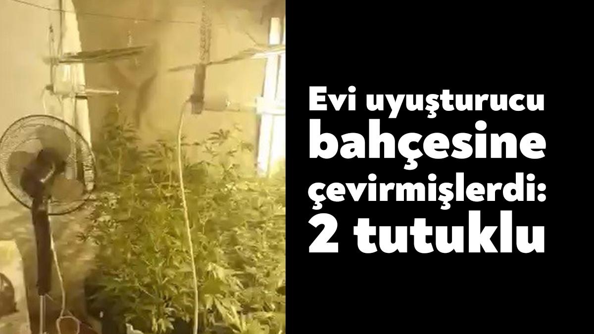 Kocaeli'de sera kurulup uyuşturucu yetiştirilen ikametten 50 kök kenevir ele
