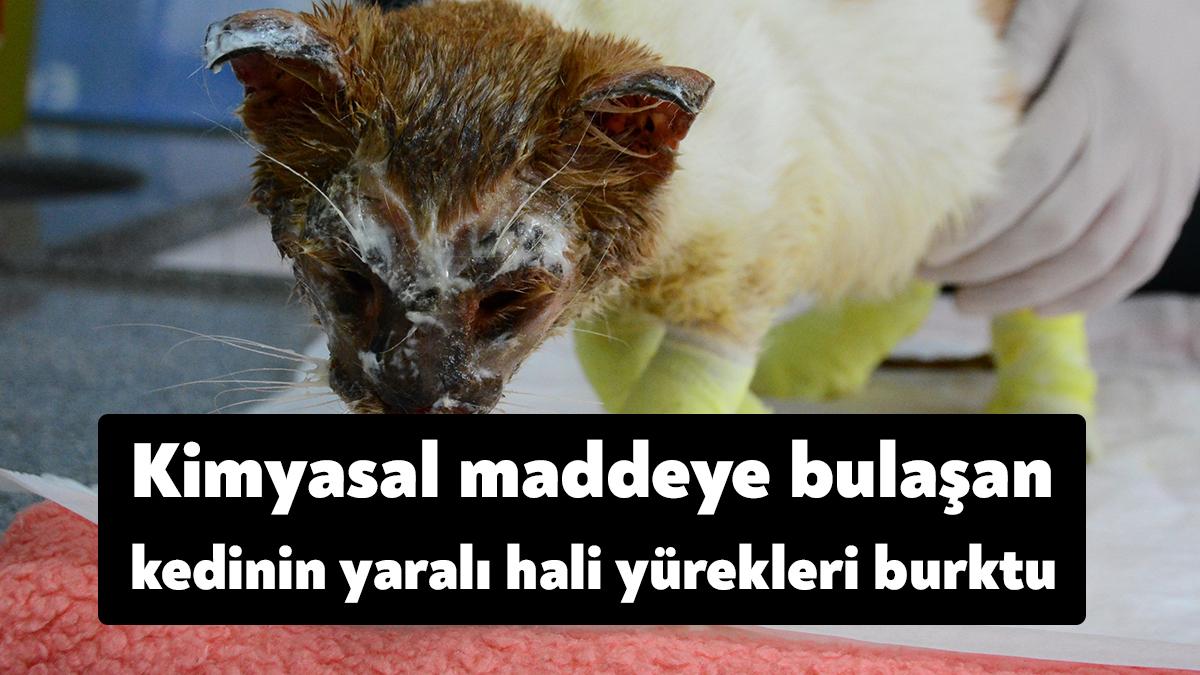 Kocaeli’de bir fabrikada kimyasal maddelere bulaşan kedi ağır şekilde yaralandı.