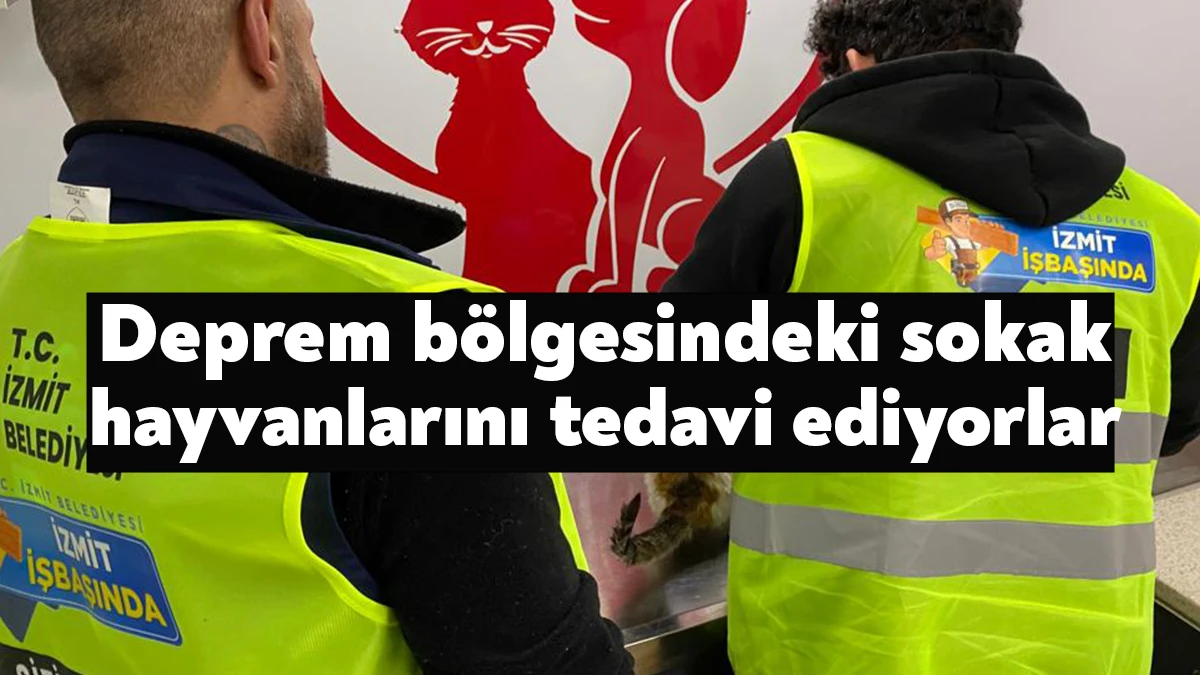 İzmit Belediyesi hayvan ambulansı Patibüs, deprem bölgesindeki hayvanların tedavilerini gerçekleştirmeye