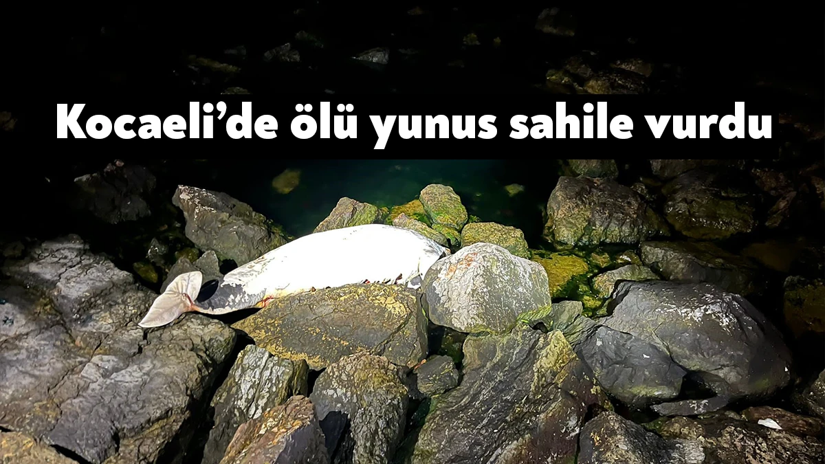 Kocaeli’nin Darıca ilçesinde yaklaşık 1,5 metre uzunluğundaki ölü yunus sahile