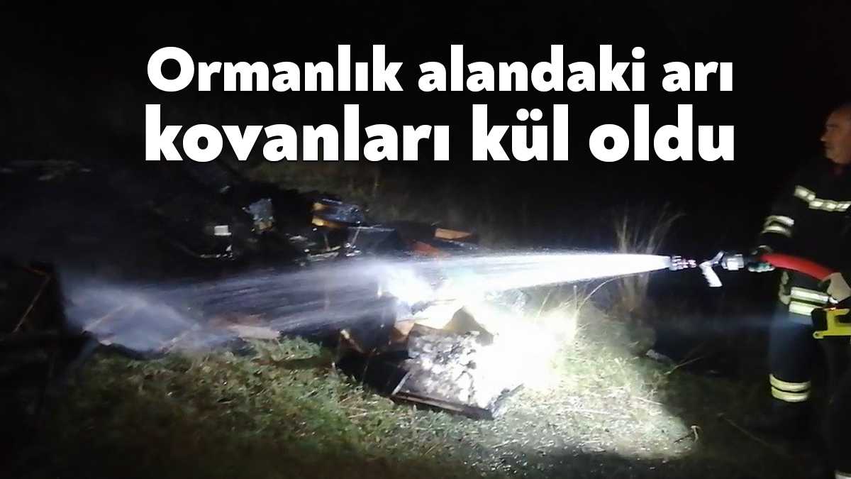 Kocaeli’nin Gebze ilçesinde ormanlık bir alanda bulunan arı kovanları, çıkan