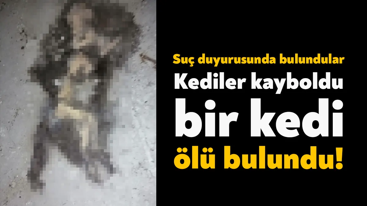 İzmit Akçakoca’da zamanla ortadan kaybolan kediler hayvanseverleri harekete geçirdi. Bölgede