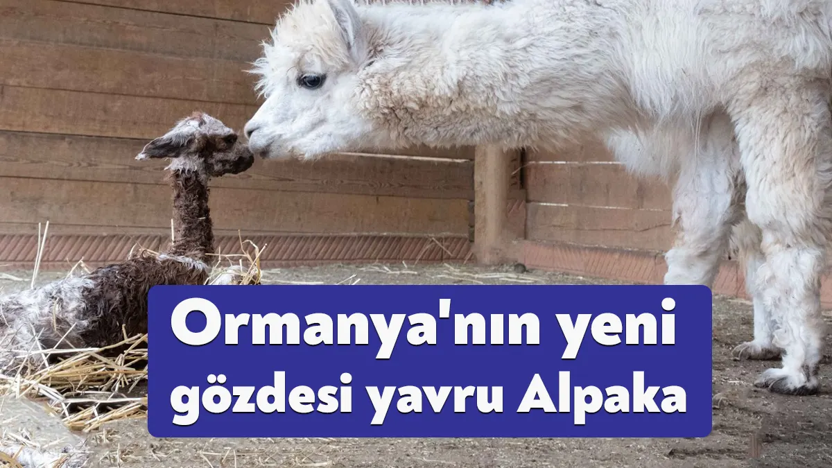51 türde 871 hayvana ev sahipliği yapan Ormanya’nın en son