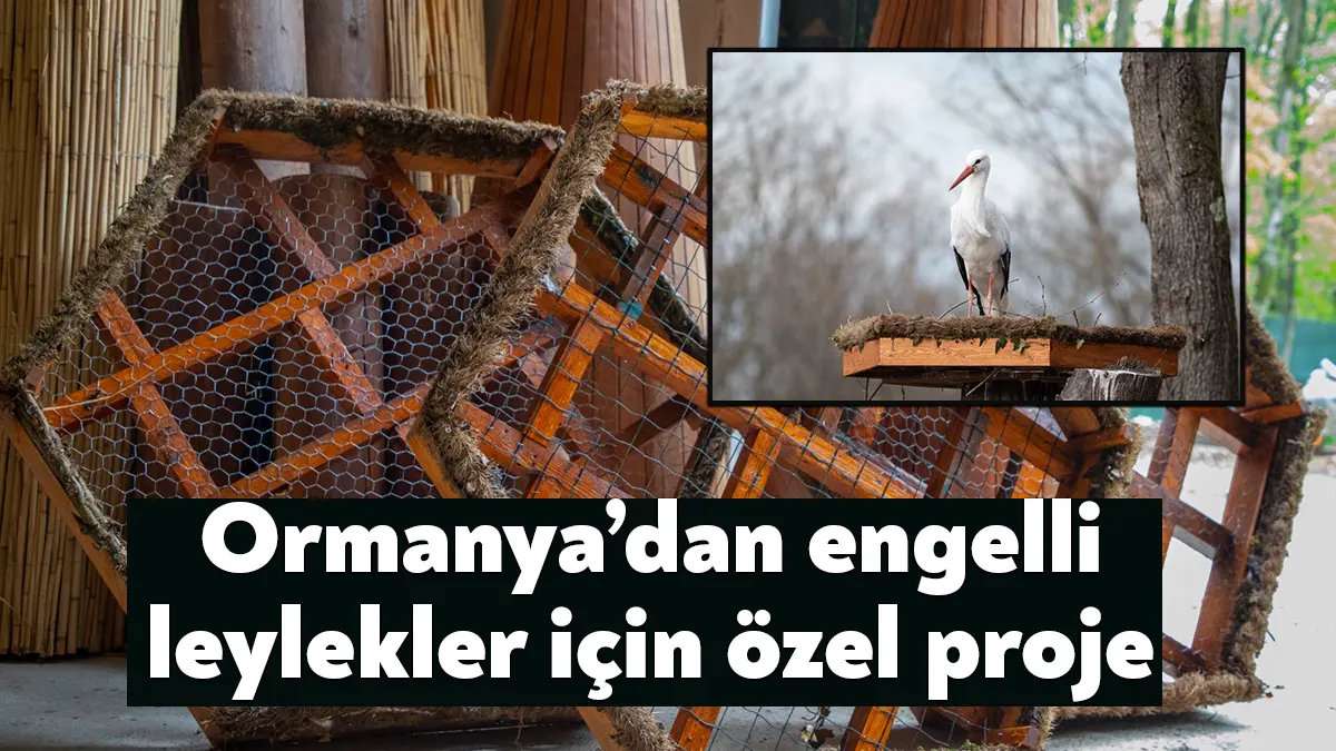 Türkiye'nin önemli kuş göç yollarından biri olan Kocaeli’nde yorulan, yaralanan