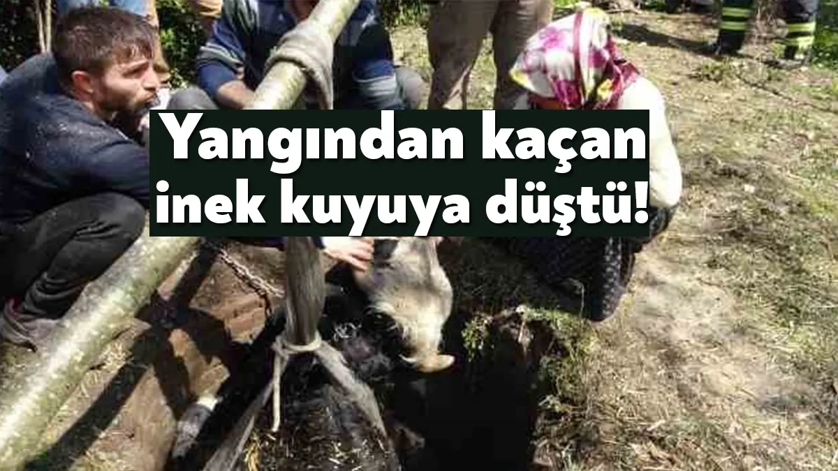 Kocaeli'nin Gölcük ilçesinde ahırda çıkan yangından kaçan dana tandır kuyusuna
