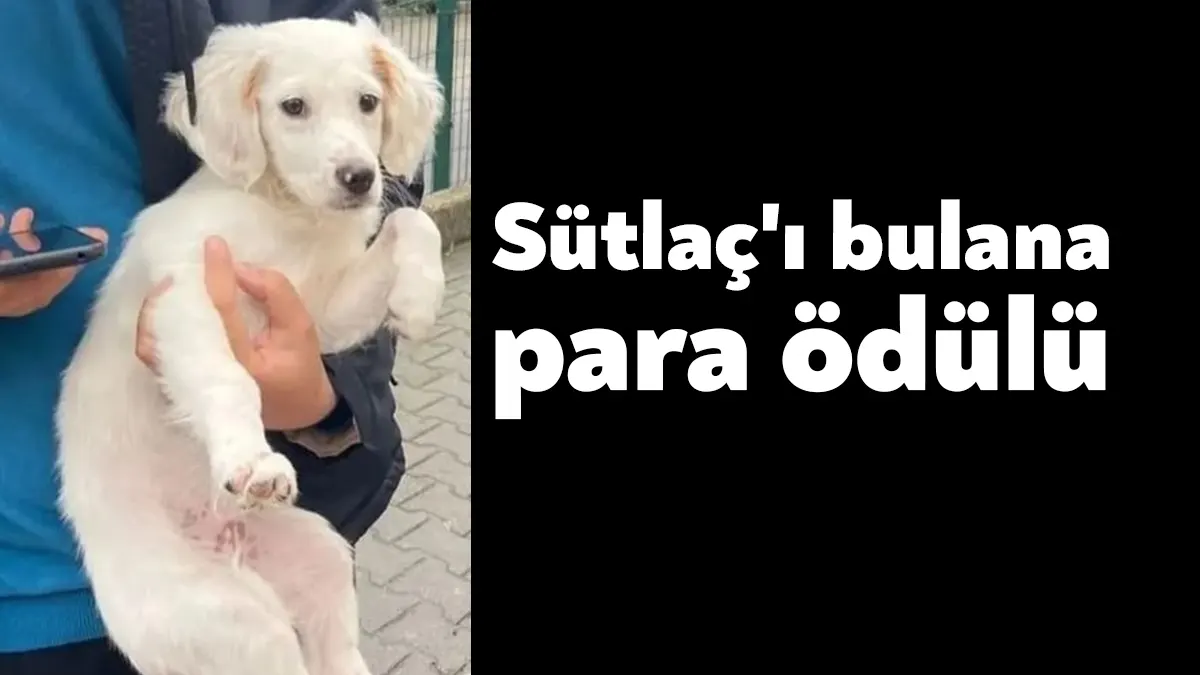 İzmit Erenler Mahallesi'nde bulunan bahçeli bir evde beslenen ve 3