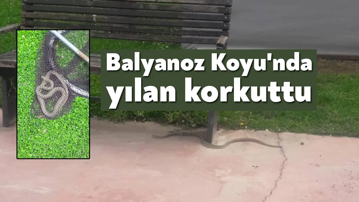 Kocaeli'nin Darıca ilçesindeki Balyanoz Koyu'nda görülen yılan paniğe sebep oldu.