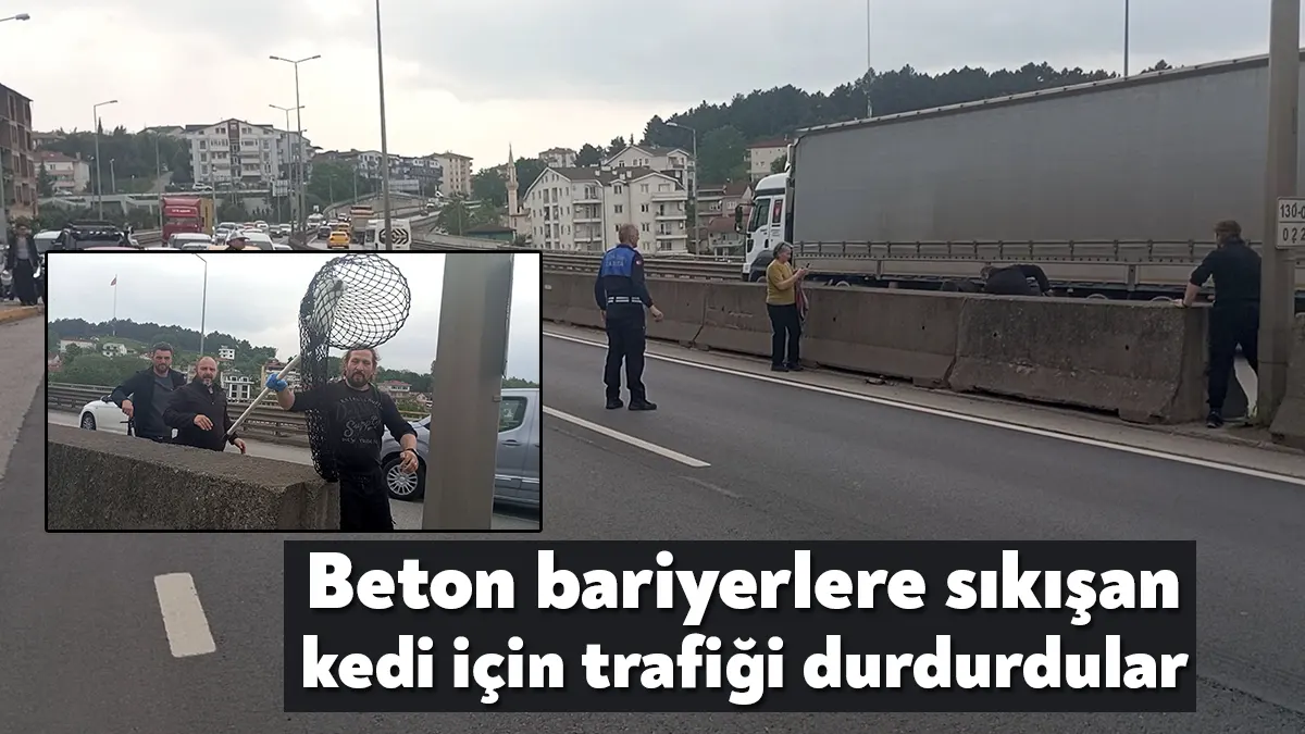 Kocaeli'nin Gölcük ilçesi D-130 kara yolunda beton bariyerde sıkışan yavru