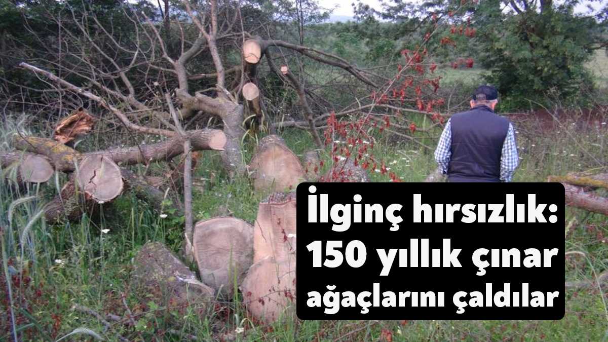 Kocaeli'nin Kartepe ilçesinde bir vatandaşın tarlasındaki yaklaşık 150 yıllık iki