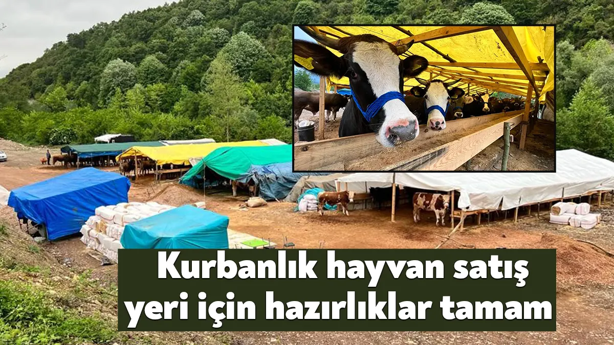 Başiskele Belediyesi, Kurban Bayramı öncesinde küçükbaş ve büyükbaş hayvan satışı