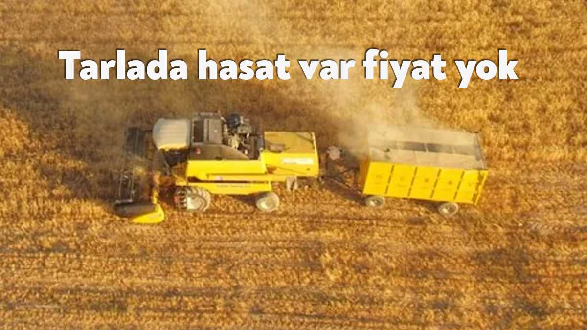 Geçen sezon 19.8 milyon tonluk rekolteye ulaşan buğdayda hasat başladı,