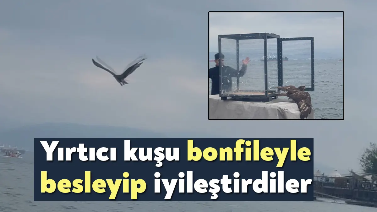 Kocaeli'de kafe çalışanları, denizde buldukları doğan kuşunu ağ ile yakaladıktan
