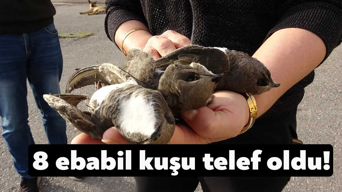 Kocaeli'nin İzmit ilçesinde bir sitenin önünde 8 ebabil kuşu telef