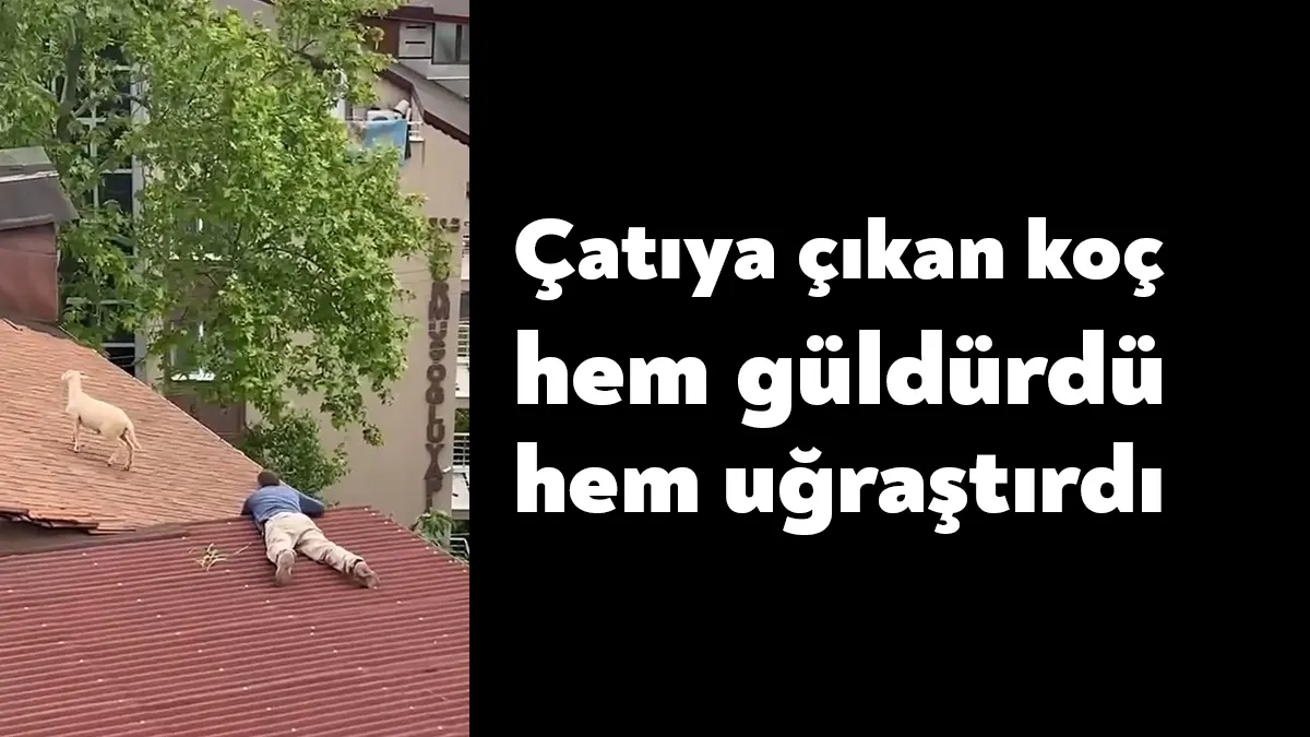 Kocaeli'nin İzmit ilçesinde sahibinin elinden kaçan koç, iki katlı binanın