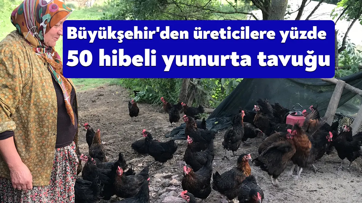 Büyükşehir, “Doğal Salma Yumurta Tavukçuluğu Projesi”nde üreticilere yüzde 50 hibeli