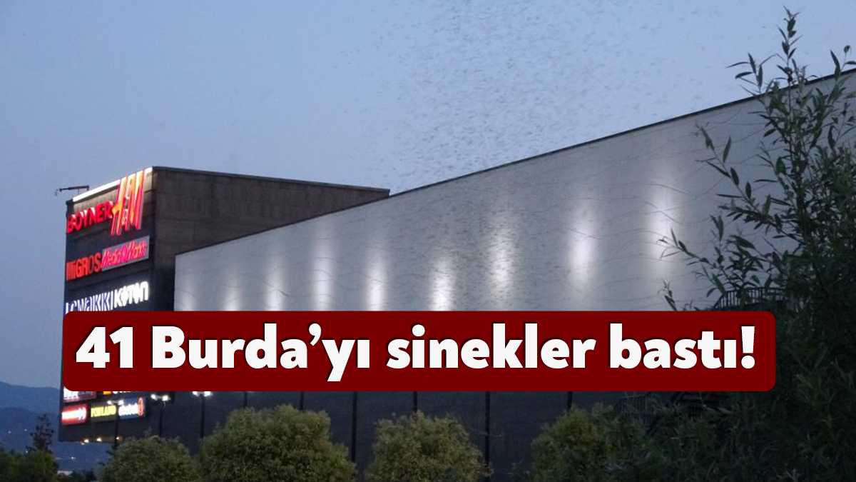 Kocaeli'de özellikle akşam saatlerinde ortaya çıkan milyonlarca sivrisineğin görüntüsü, görenleri