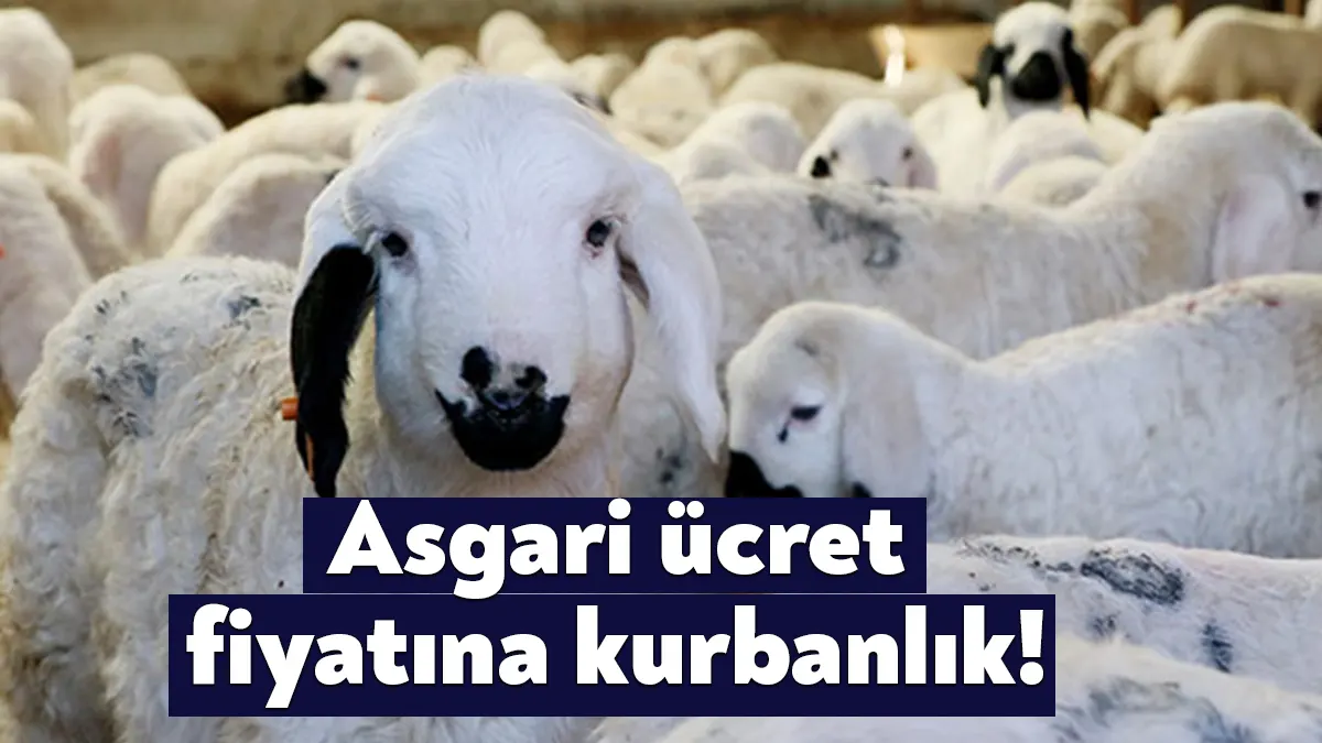 Küçükbaş kurbanlık fiyatları 5 bin 500 TL ile 8 bin