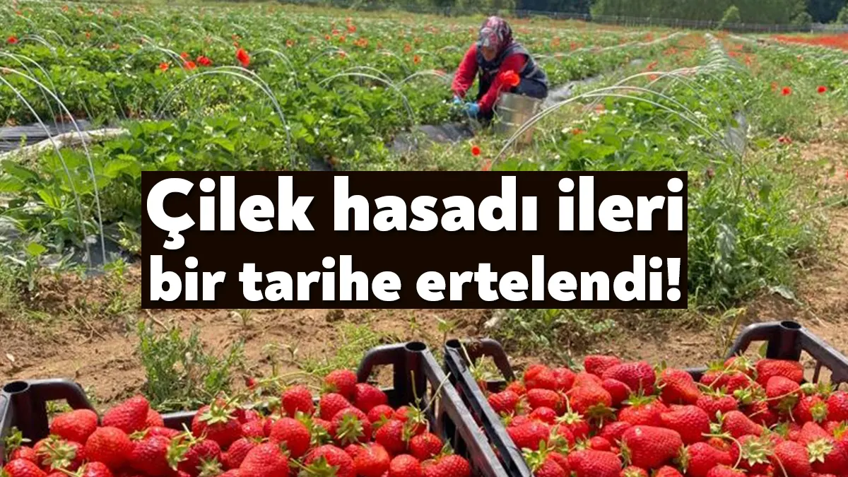 İzmit Belediyesinin Çayırköy Mahallesi’nde oluşturduğu Çilek Köyü’nde bugün yapılacak hasat