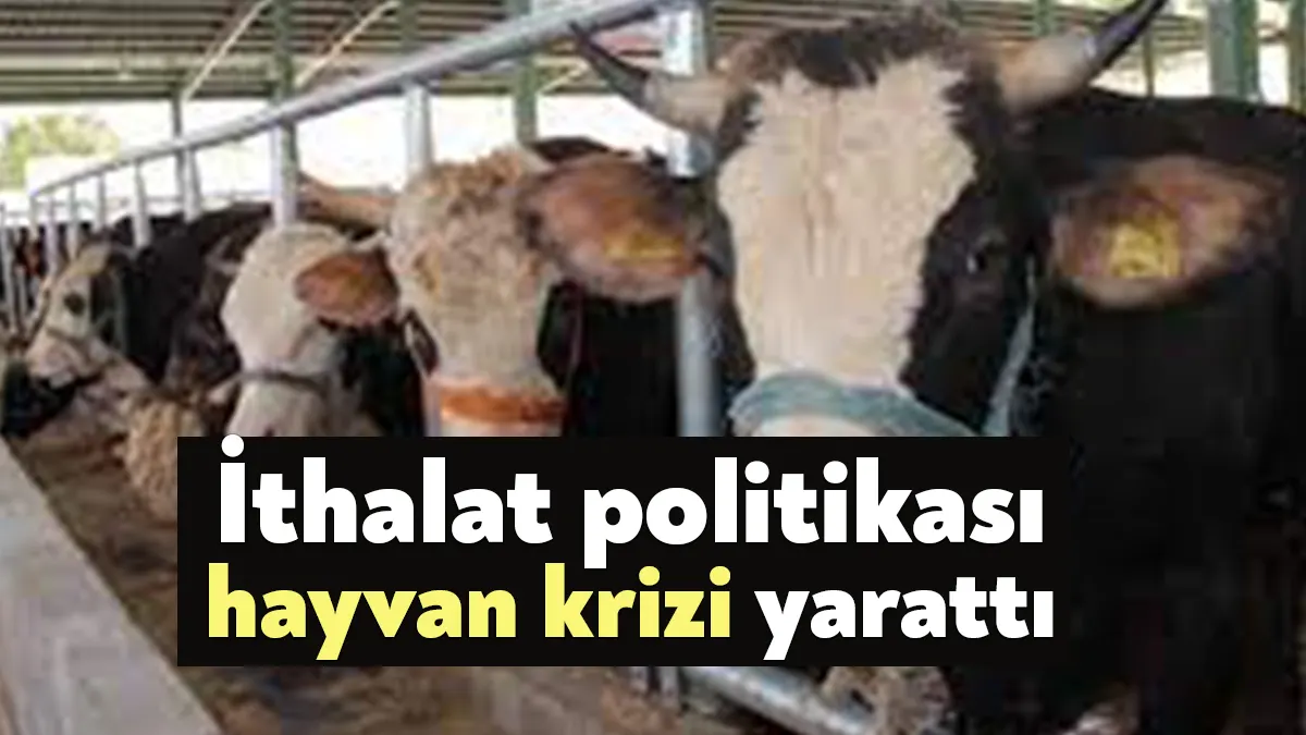Hayvan varlığındaki azalma sektördeki krizi derinleştiriyor. Destekler ise yetersiz kalıyor.