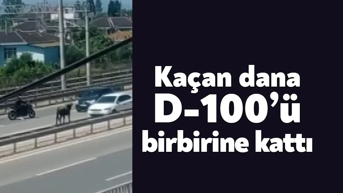 Kocaeli’e sahibinin elinden kaçan dana D-100’e girerek trafiği birbirine kattı.