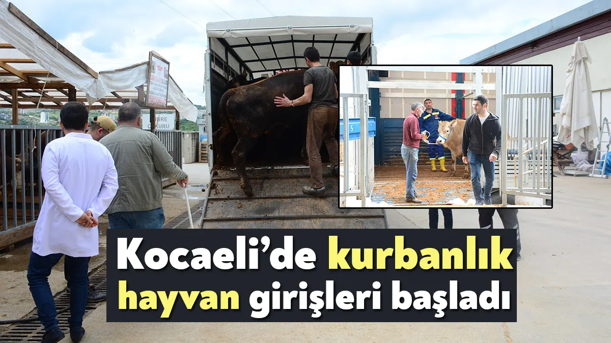 Yaklaşan Kurban Bayramı öncesi Kocaeli’de kurbanlık hayvan girişleri başladı. Görevli