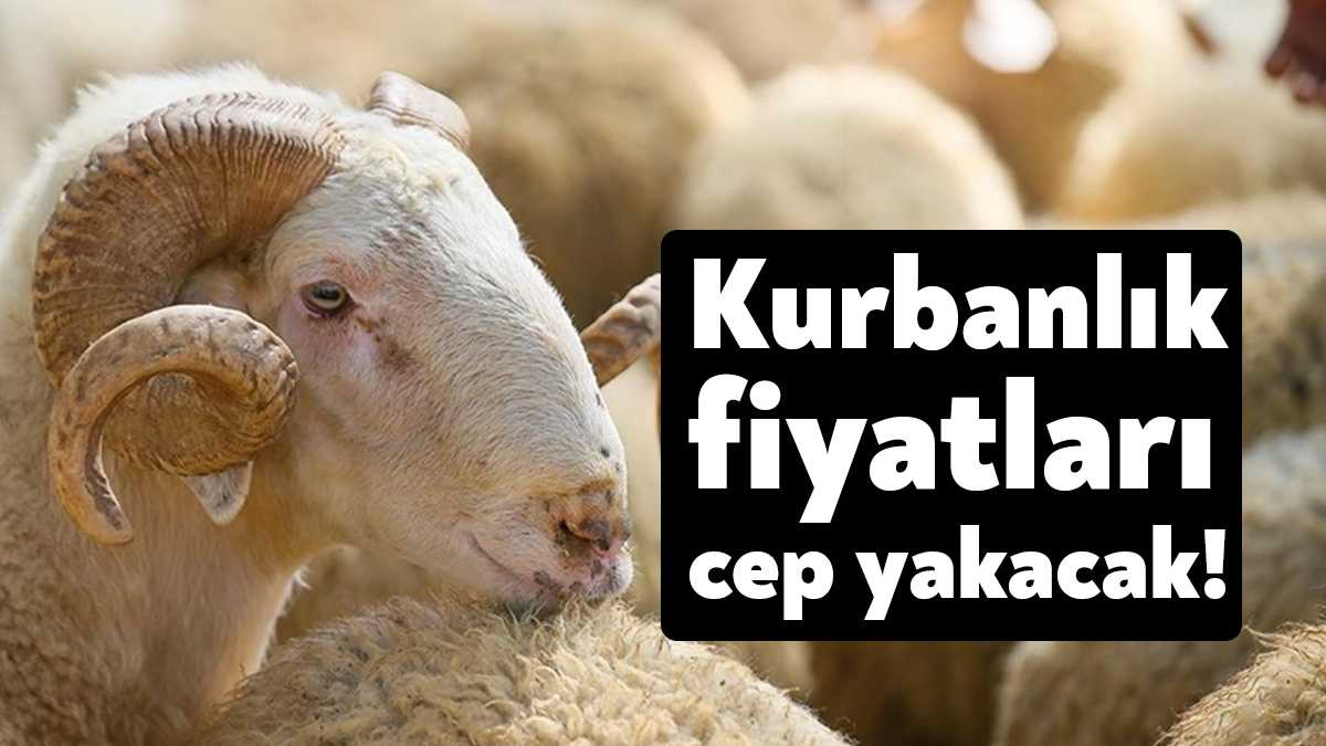 Kurbanlık fiyatları, enflasyon nedeniyle geçen yıla oranla iki katına çıktı.